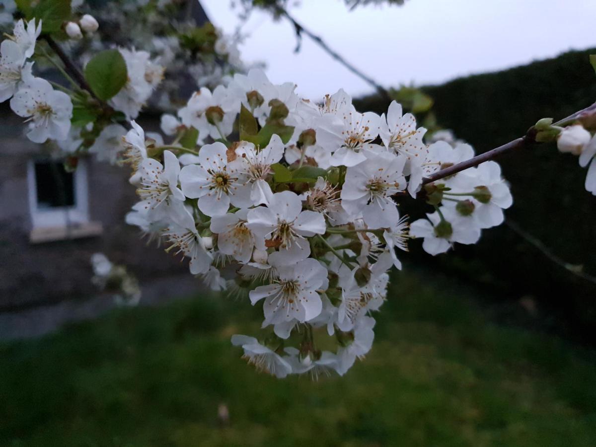 Saint-Aignan Couloumine Breizh住宿加早餐旅馆 外观 照片